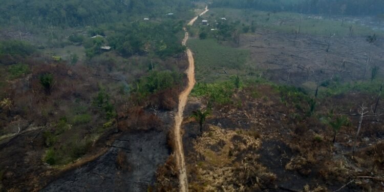 Amazon deforestation rises for the first time in 15 months